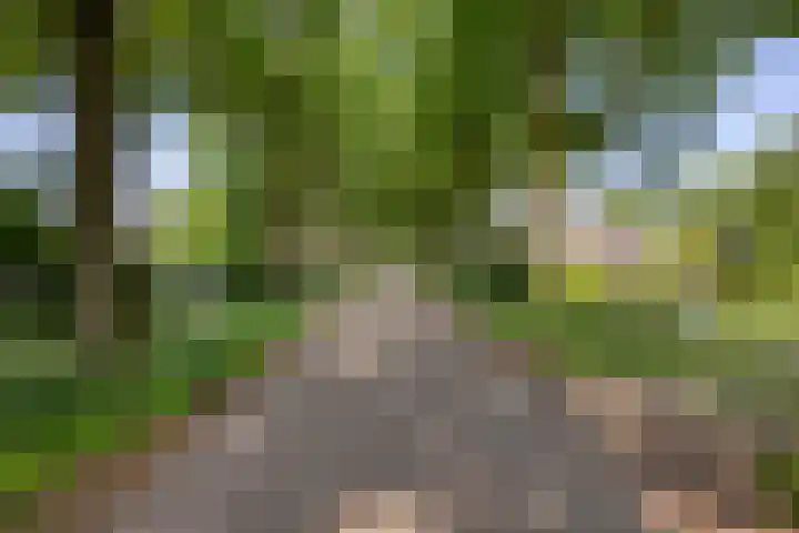 Rielsedijk 28 Geldrop thumbnail 66
