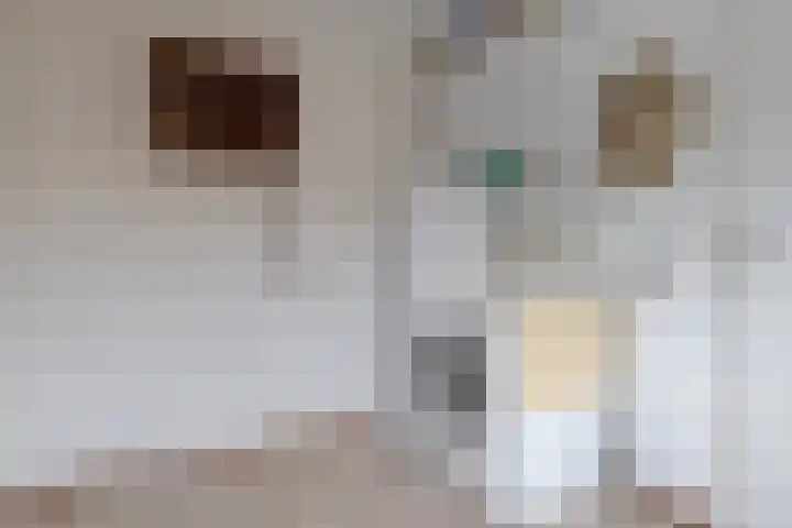 Riemsnijder 1 Roden thumbnail 26