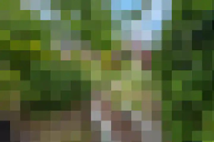 Rienderstein 9 Ede thumbnail 33