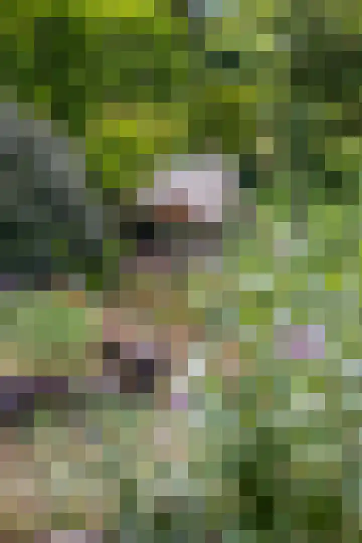 Rienderstein 9 Ede thumbnail 34
