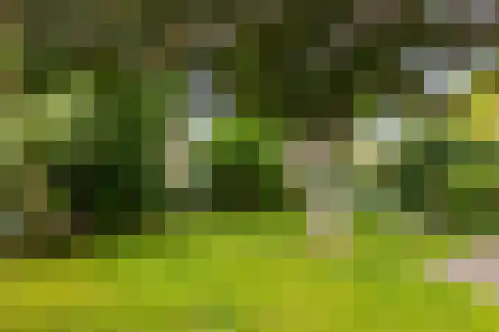 Rients Westrastrjitte 1 Sexbierum thumbnail 17