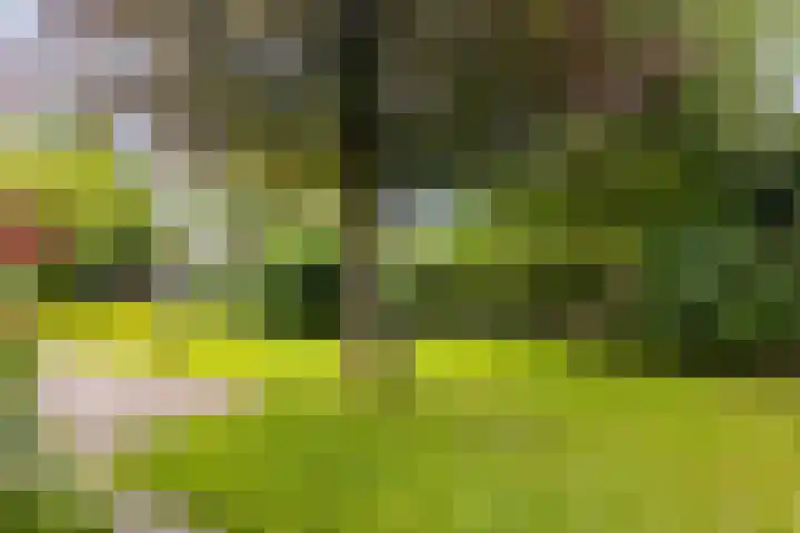 Rients Westrastrjitte 1 Sexbierum thumbnail 18
