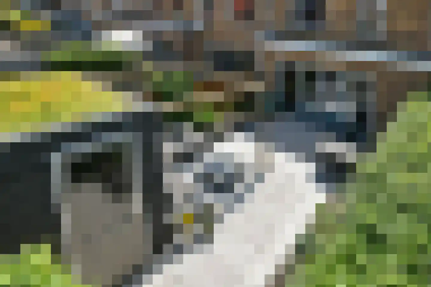 Riet 3 Elst thumbnail 50