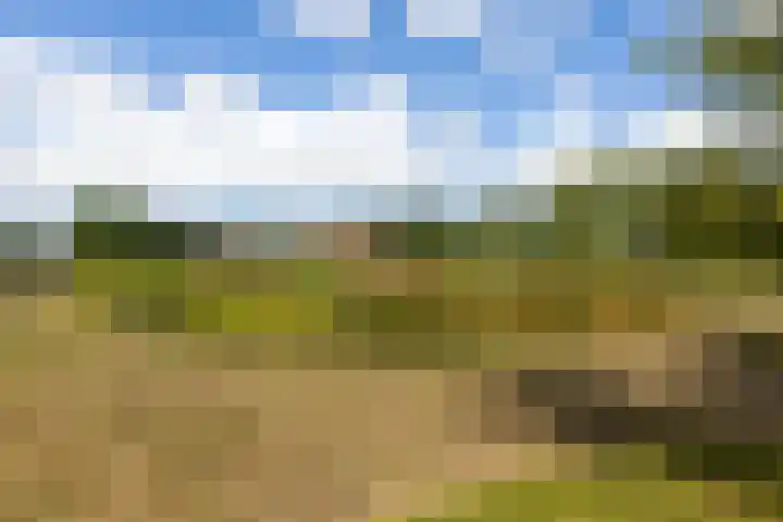 Riet- en Wulfsdijkweg 26 Hulst thumbnail 42
