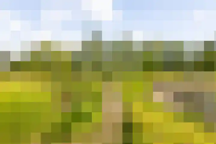 Riet- en Wulfsdijkweg 26 Hulst thumbnail 44