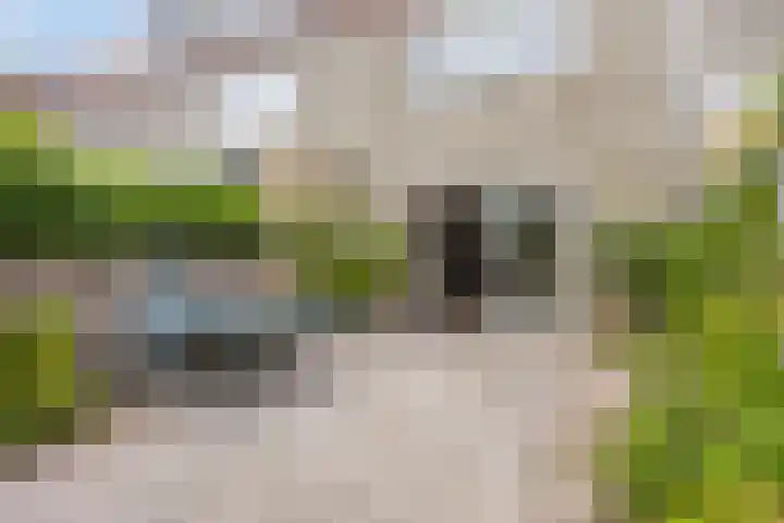 Riet Schoolenbergpad 24 Rotterdam thumbnail 15