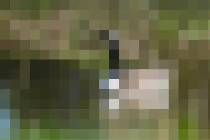 Rietbroekweg 2 Spijkenisse thumbnail 52
