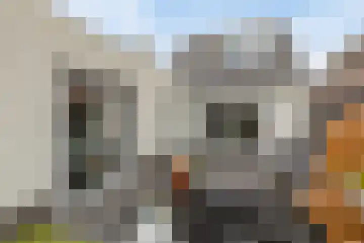 Rietdekker 21 Nederweert thumbnail 29