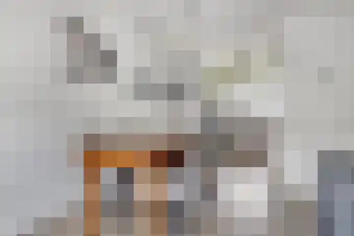 Rietdekker 22 Poortugaal thumbnail 9