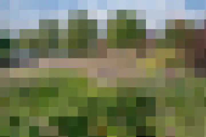 Rietdekker 69 Wijchen thumbnail 32
