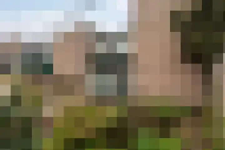 Rietdekkersdreef 530 Apeldoorn thumbnail 23