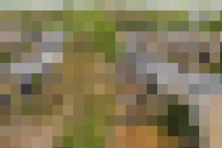 Rietdekkersdreef 530 Apeldoorn thumbnail 35