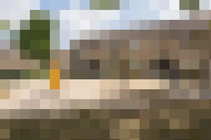 Rietdekkersdreef 7 Cuijk thumbnail 6
