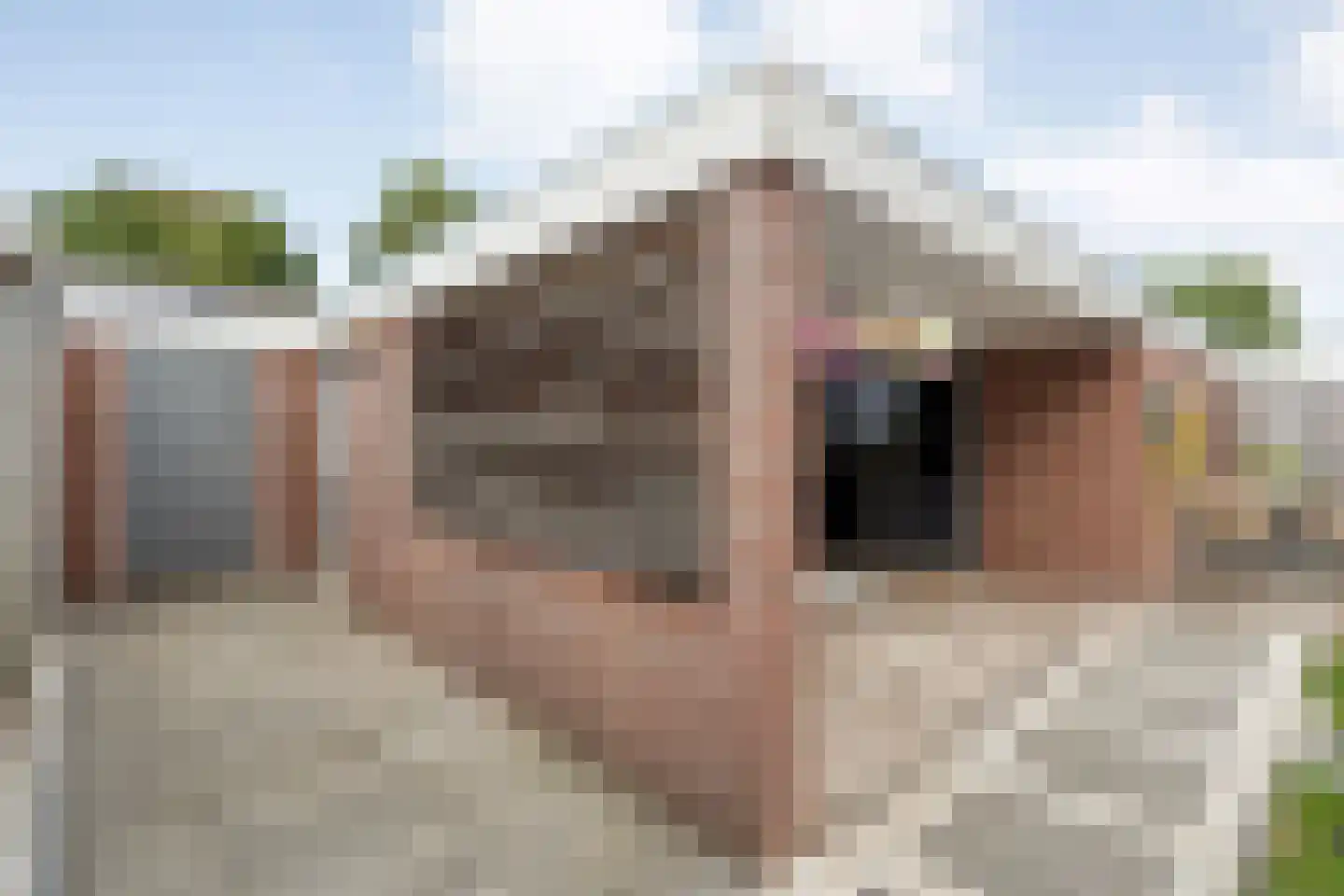 Rietdekkershof 25 Nieuw-Dordrecht thumbnail 41
