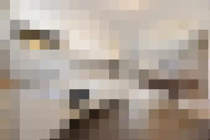 Rietdekkerslaan 56 Voorthuizen thumbnail 14