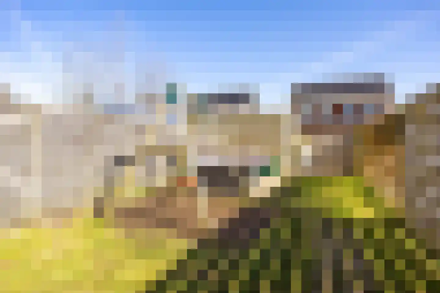 Rietgans 11 Bedum thumbnail 51