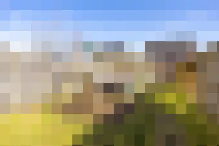 Rietgans 11 Bedum thumbnail 51