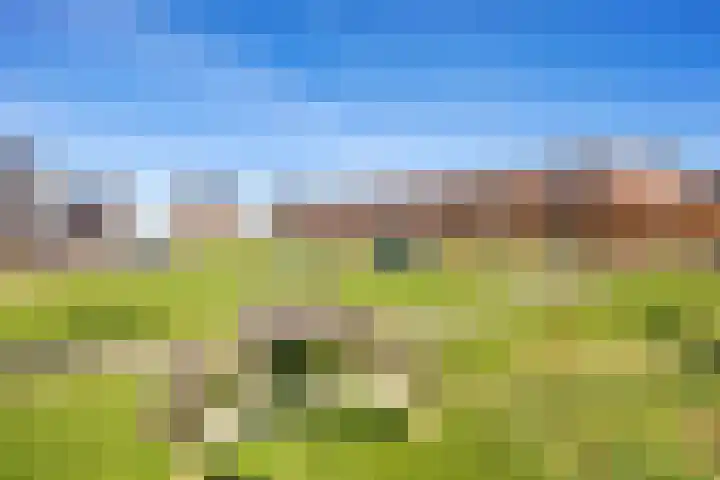 Rietgans 11 Bedum thumbnail 7