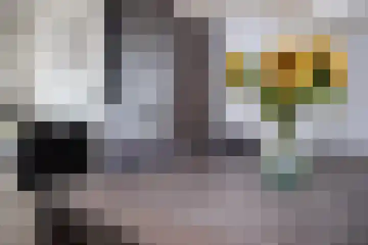 Rietgans 11 Hoogkarspel thumbnail 15