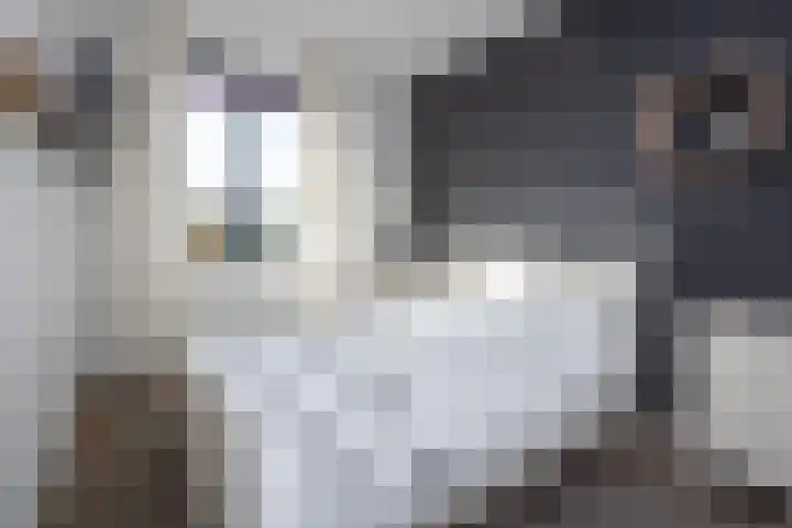 Rietgans 11 Hoogkarspel thumbnail 17