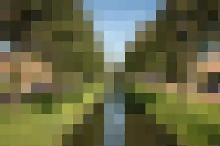 Rietgans 11 Hoogkarspel thumbnail 42
