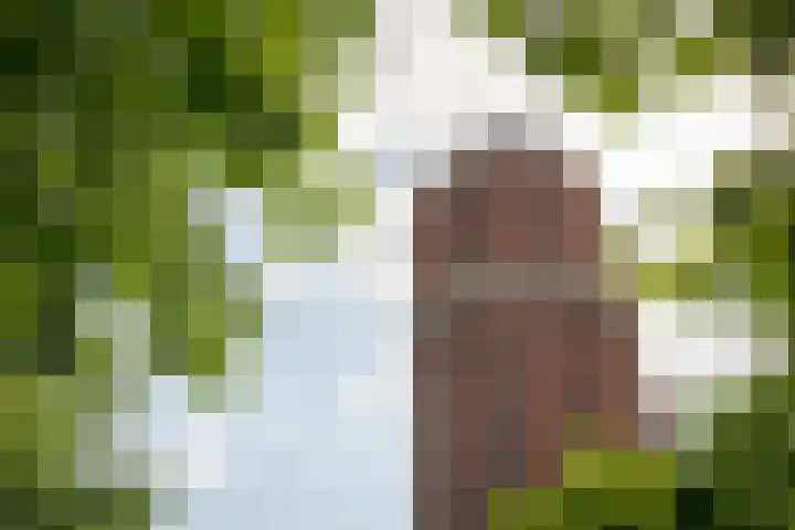 Rietgans 11 Hoogkarspel thumbnail 48
