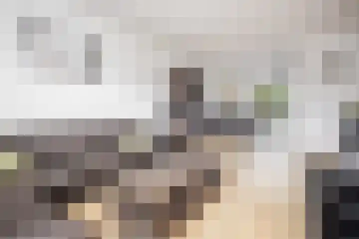 Rietgans 11 Hoogkarspel thumbnail 8