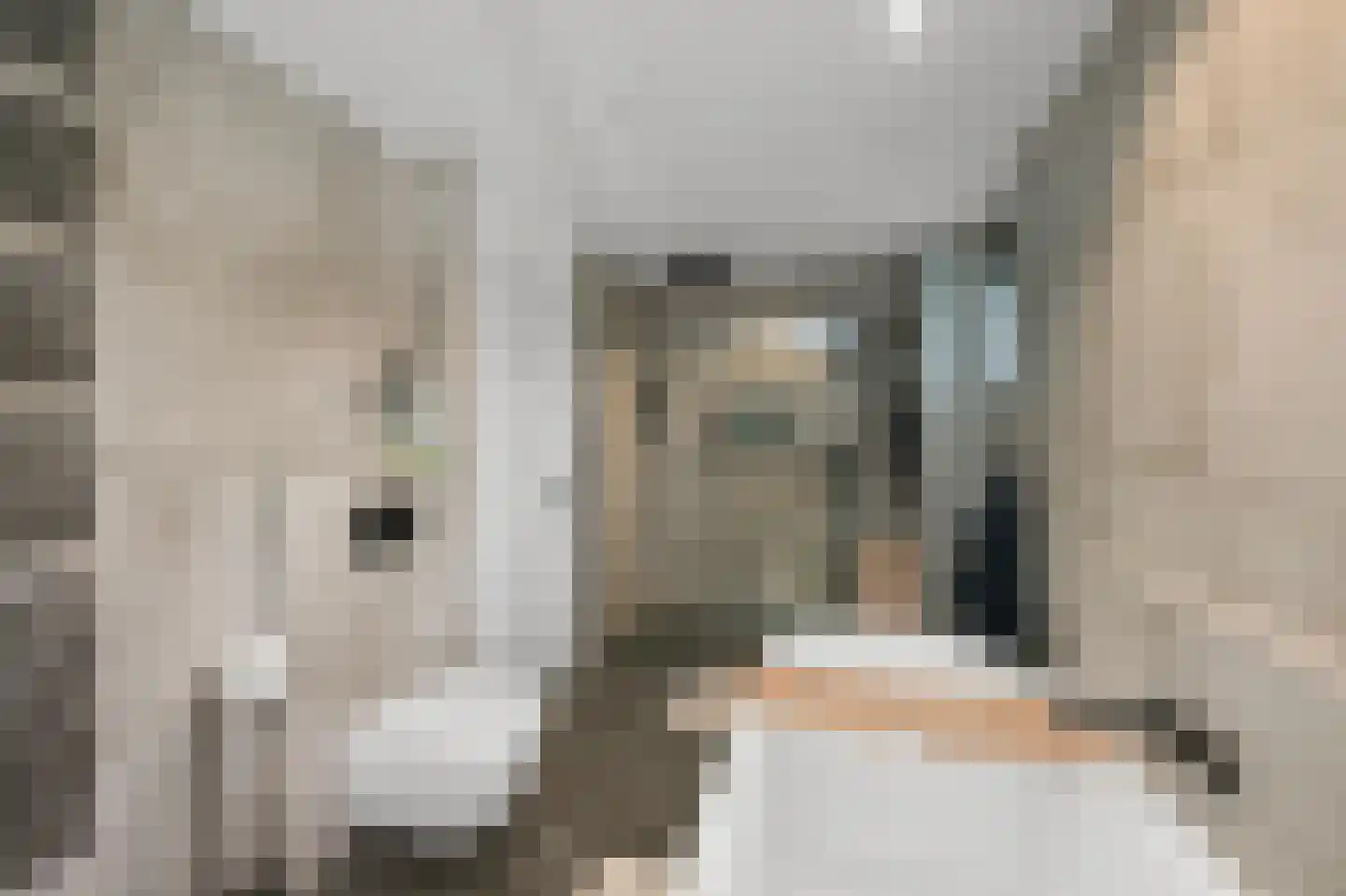 Rietgans 15 Uithoorn thumbnail 21