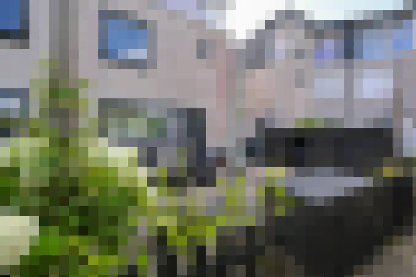 Rietgans 15 Uithoorn thumbnail 50