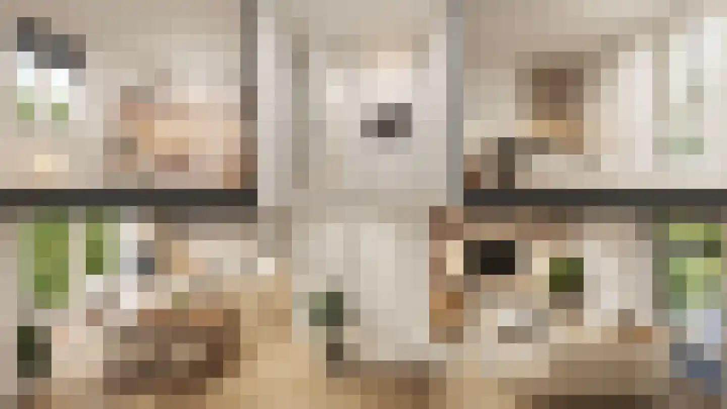 Rietgans 19 Terneuzen thumbnail 8
