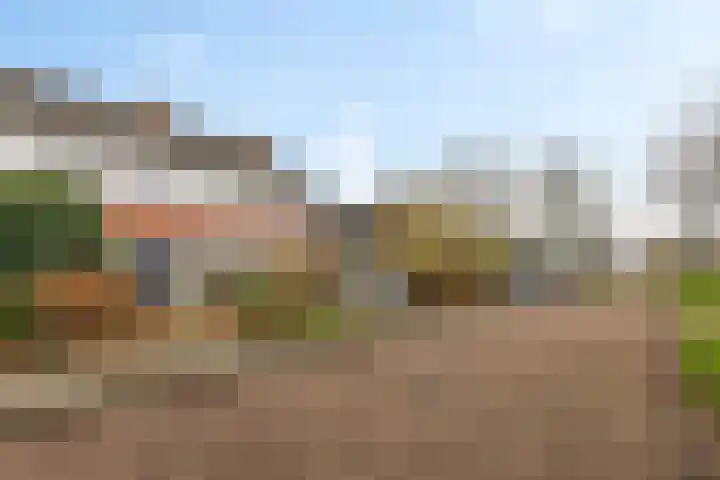 Rietgans 4 Dokkum thumbnail 27