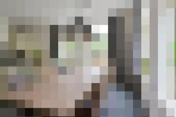 Rietgans 5 a Nibbixwoud thumbnail 12