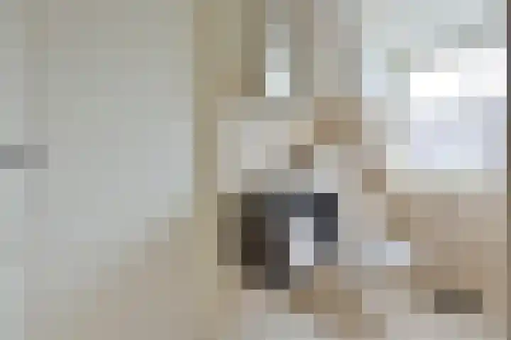 Rietgans 5 a Nibbixwoud thumbnail 31