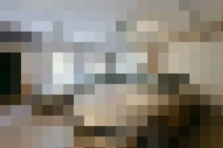 Rietgans 5 a Nibbixwoud thumbnail 33