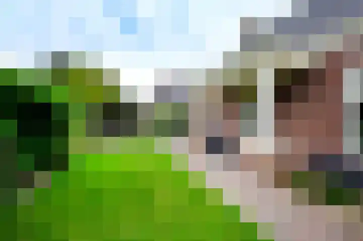 Rietgans 5 a Nibbixwoud thumbnail 35