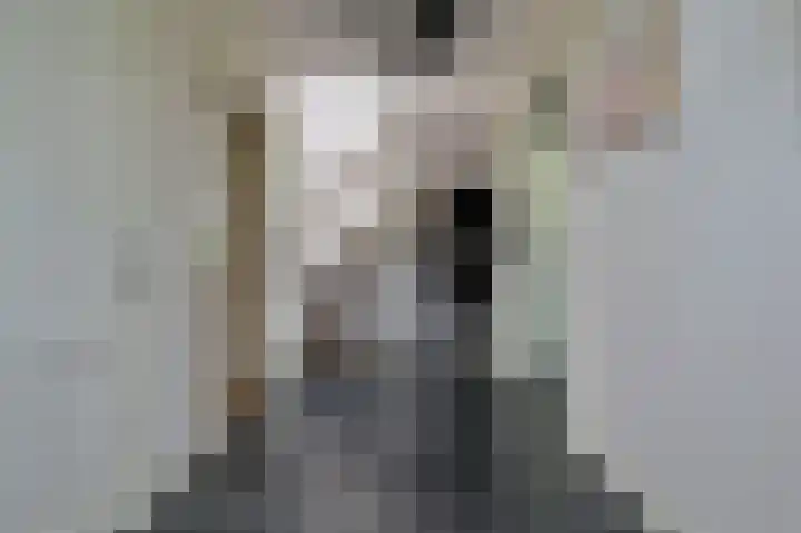 Rietgans 5 a Nibbixwoud thumbnail 5