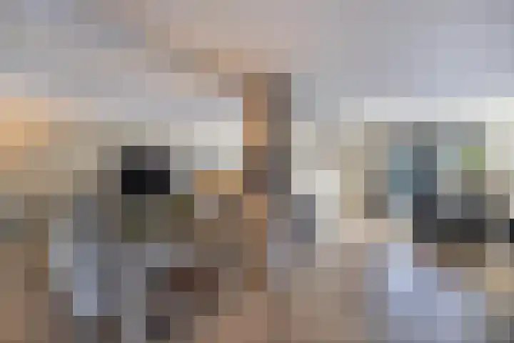 Rietgans 5 Broek op Langedijk thumbnail 11