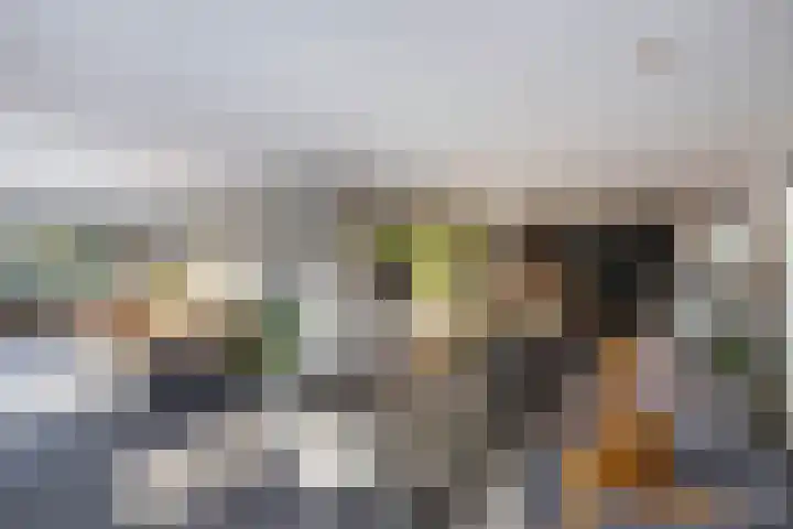 Rietgans 5 Broek op Langedijk thumbnail 20