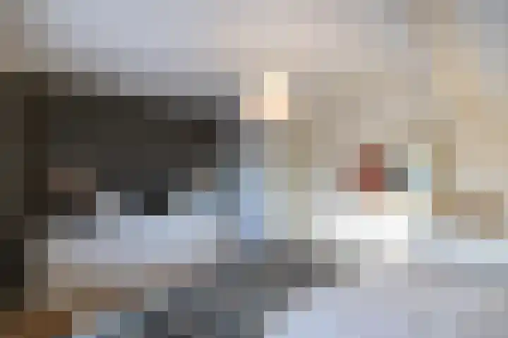 Rietgans 5 Broek op Langedijk thumbnail 31