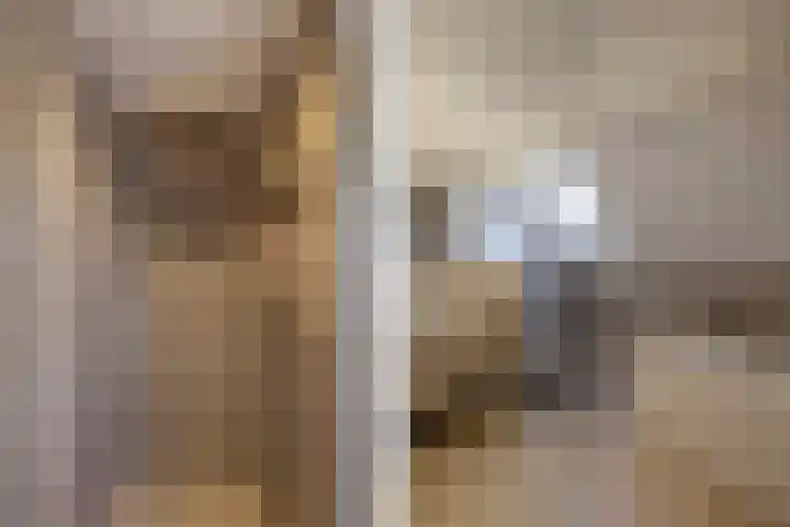 Rietgans 5 Broek op Langedijk thumbnail 39