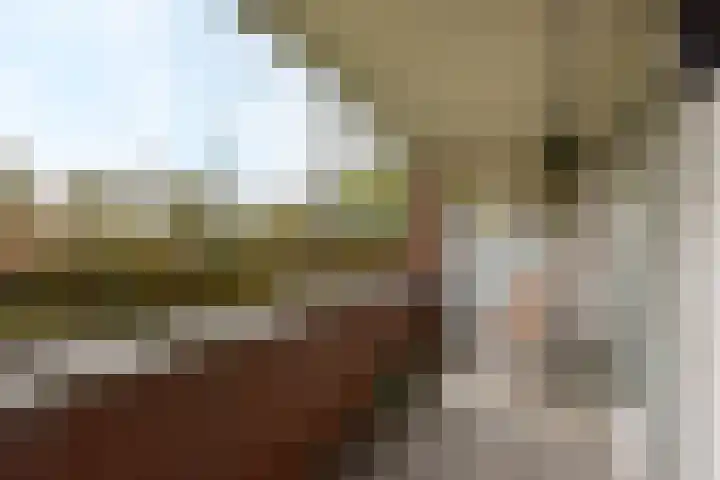 Rietgans 5 Mijdrecht thumbnail 19
