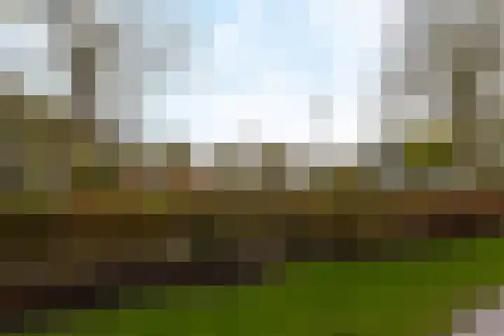 Rietgans 5 Mijdrecht thumbnail 20