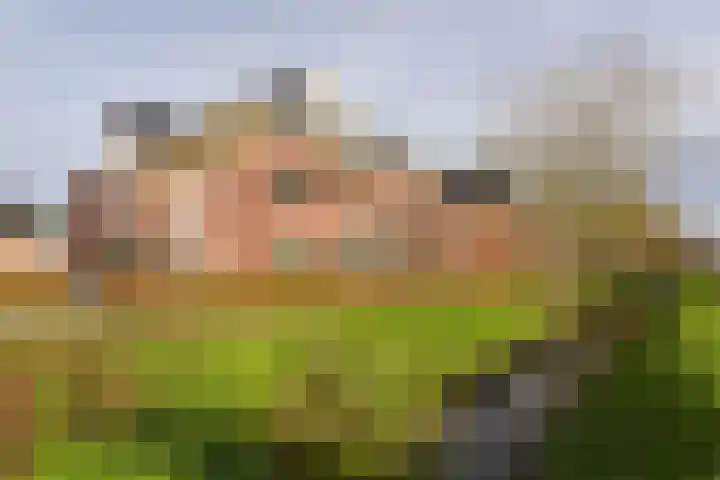 Rietgans 5 Mijdrecht thumbnail 25
