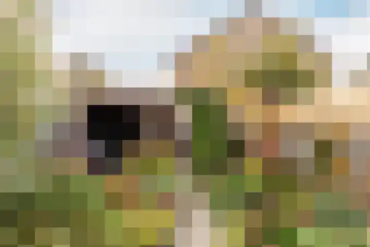 Rietgansstraat 3 Strijen thumbnail 30