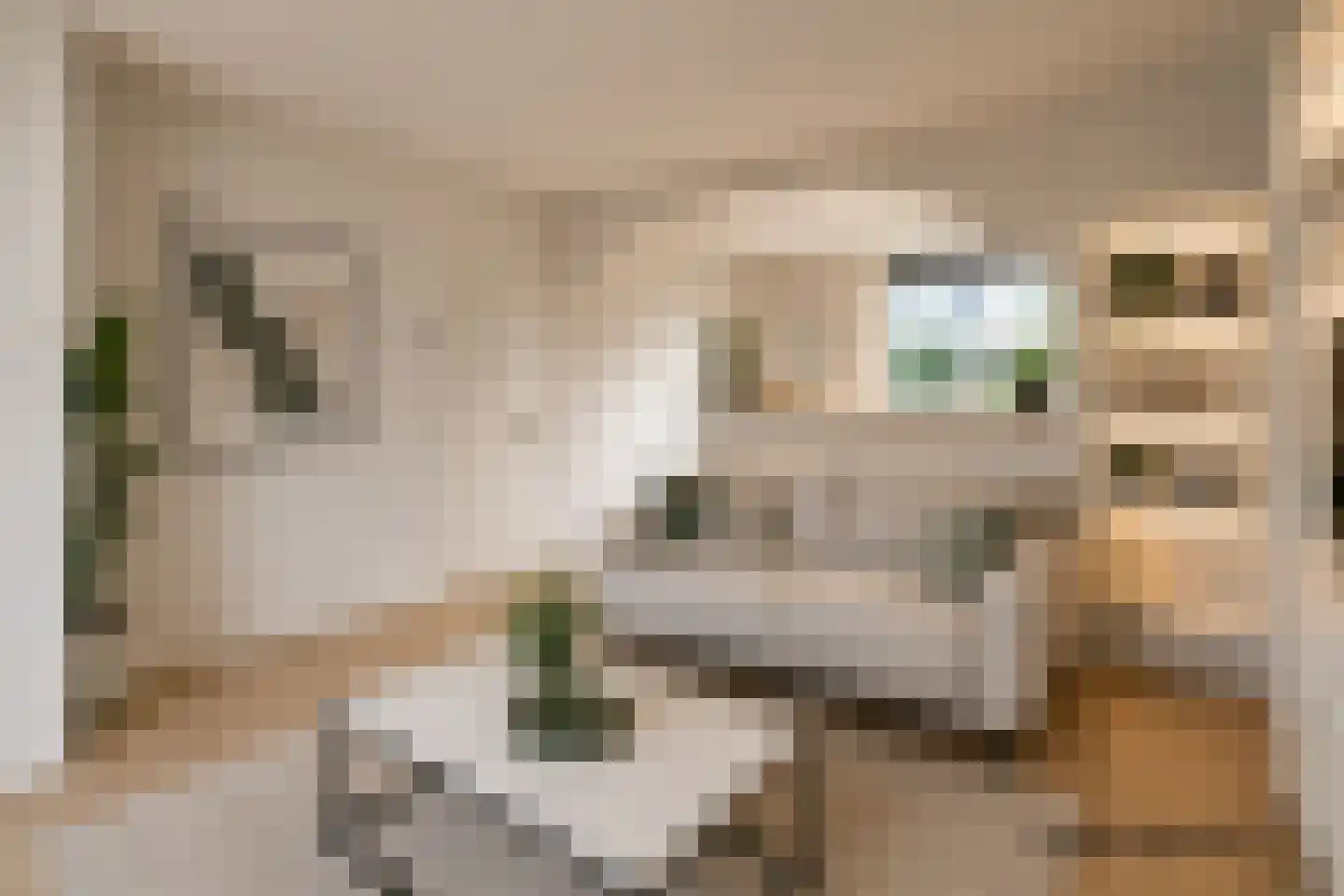 Rietgansstraat 31 Ermelo thumbnail 14