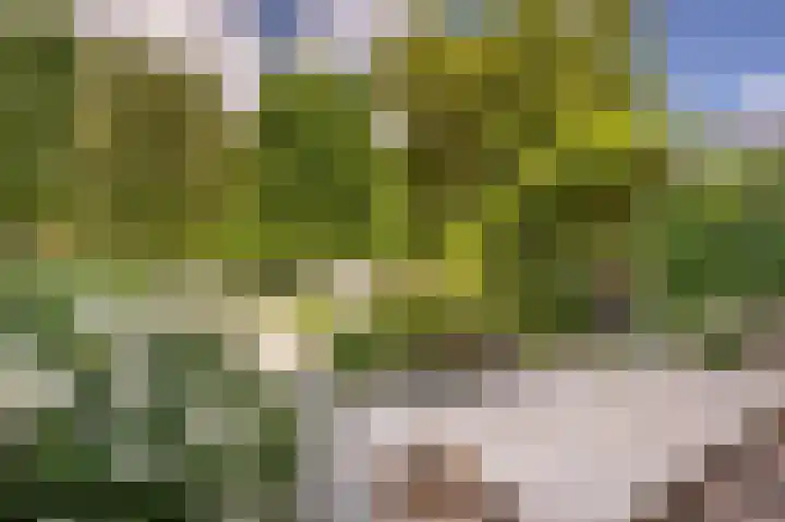 Rietgors 10 Mijnsheerenland thumbnail 37