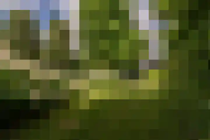 Rietgors 10 Mijnsheerenland thumbnail 39