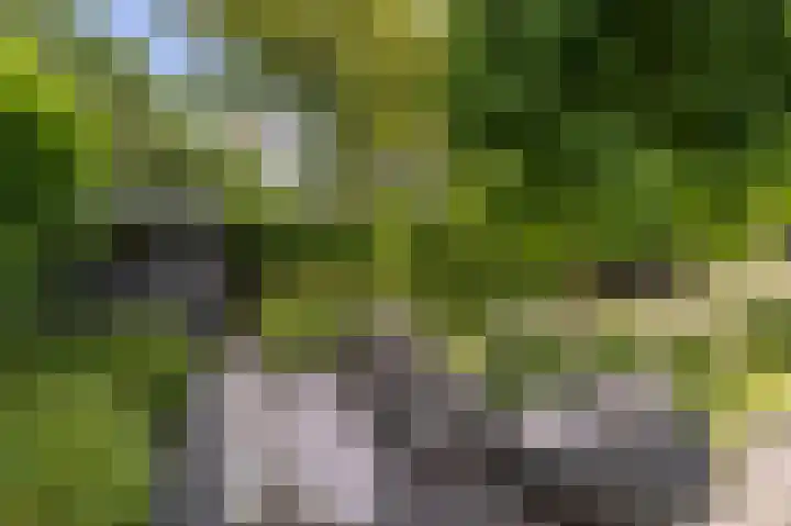 Rietgors 10 Mijnsheerenland thumbnail 41