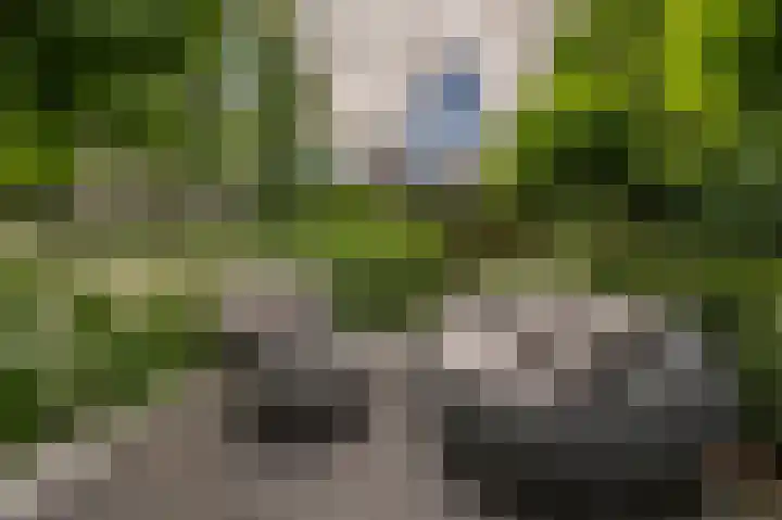Rietgors 10 Mijnsheerenland thumbnail 42