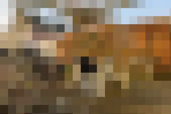 Rietgors 11 Moordrecht thumbnail 45